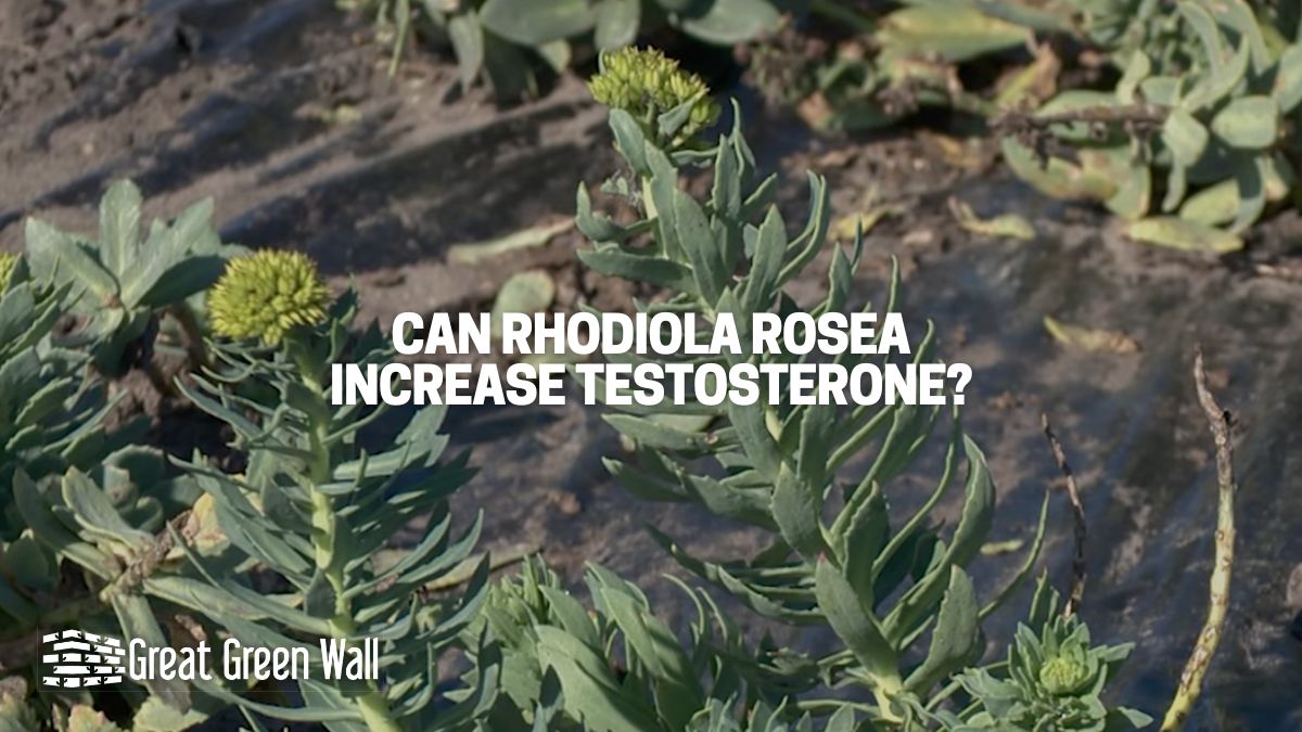 Can Rhodiola Rosea Increase Testosterone Scientific Studies and