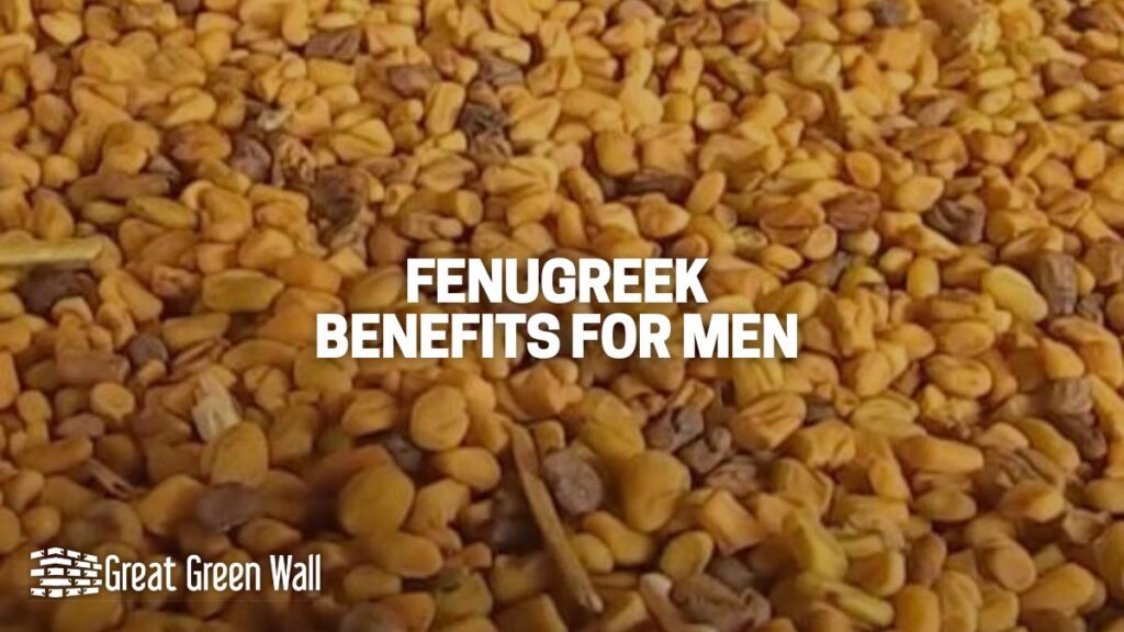 Fenugreek Benefits for Men 2024 | Scientific Studies and EVIDENCE ...