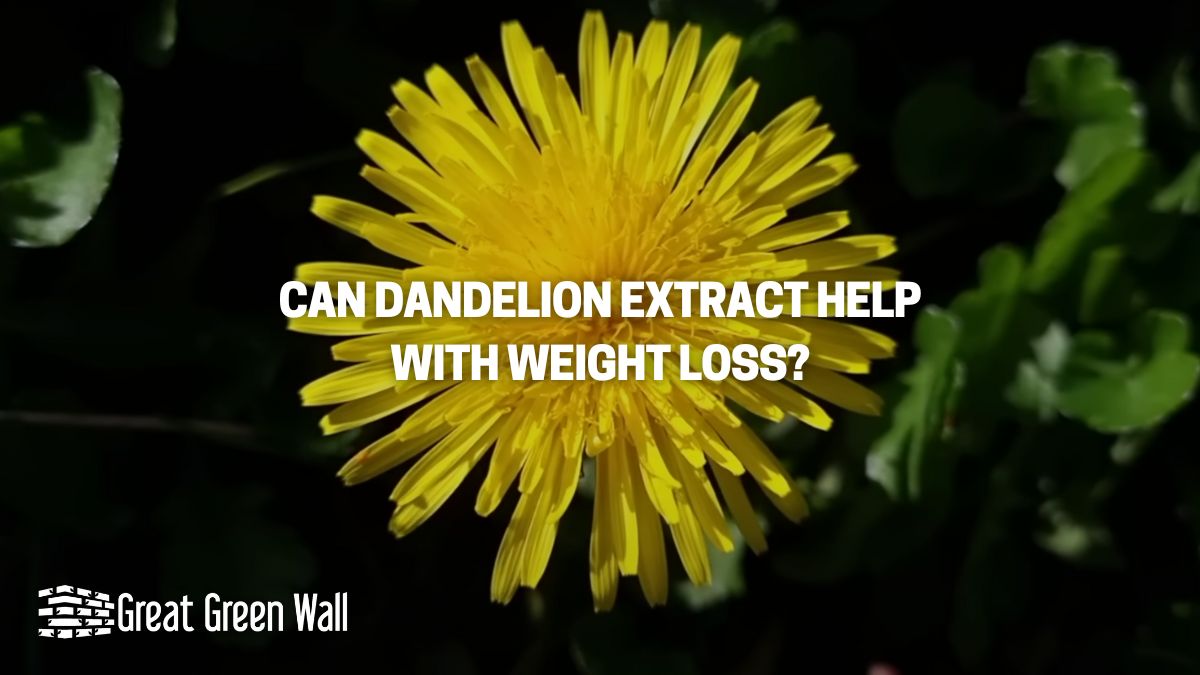 Can Dandelion Extract Help with Weight Loss Great Green Wall