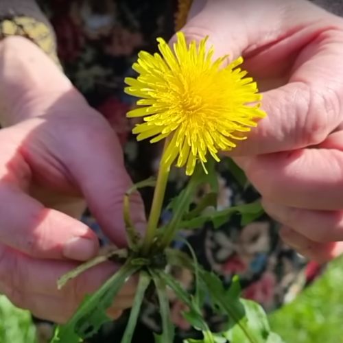 Can Dandelion Extract Help with Weight Loss Great Green Wall